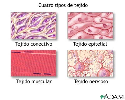 Tipos de tejidos Doto de cada tipo de tejido con su nombre